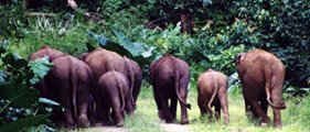 Elephants walking along the Raleigh Trail