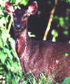 Sambar deer along the Raleigh Trail